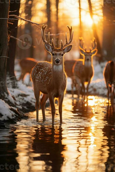 Stunning photography of a herd of deer in frozen forest. AI generative Deer In Forest Photography, Essen, Nature, Deer Aesthetic, Herd Of Deer, Frozen Forest, Deer Photography, Deer Forest, Vector Banner