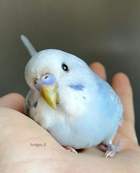 Baby Budgies, Love Birds Pet, Australian Parrots, Budgies Bird, 2 Months Old, Cute Small Animals, Funny Parrots, Cute Kawaii Animals, Wild Creatures