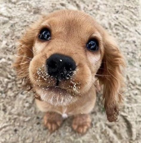 Dogs, Puppies, Small Puppy, Like And Comment, Puppy Eyes, Dogs Puppies, Tag A Friend, Make Sure, Cute Dogs