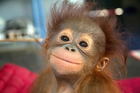 The 30 Happiest Animals In The World That Will Make You Smile Smiling Animals, Regnul Animal, Orang Utan, Baby Orangutan, Monkeys Funny, Cute Monkey, Happy Animals, Cute Animal Pictures, Primates