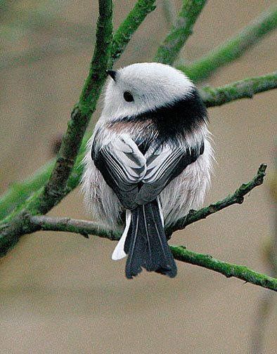 Codibugnolo - Sooo Sweet ! Colourful Birds, Cele Mai Drăguțe Animale, Bird Sitting, Airbrush Art, White Bird, Exotic Birds, Pretty Birds, Bird Photo, Colorful Birds