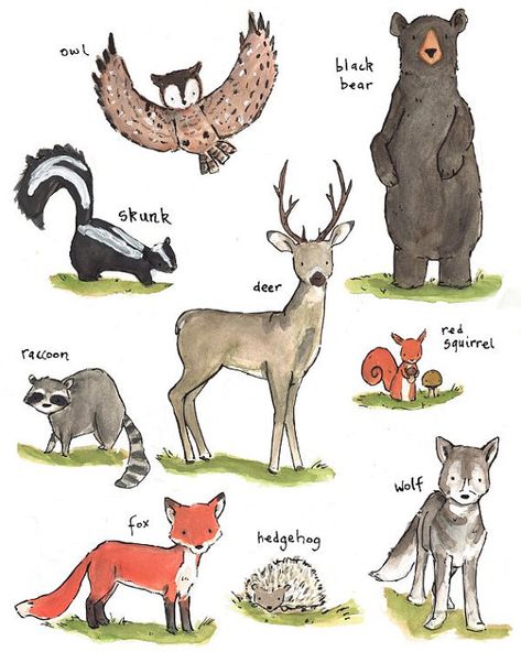Forest Drawing, Seni Cat Air, Children's Art, Forest Friends, Woodland Creatures, Childrens Illustrations, Childrens Art, Pics Art, Forest Animals