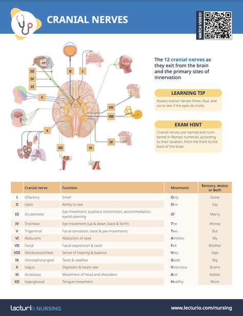 Remember the 12 cranial nerves and their functions with this concise chart🧠 Cranial Nerves Function, 12 Cranial Nerves, Cranial Nerves Mnemonic, Cranial Nerves, Cheat Sheet, Cheat Sheets, Nerve, Thing 1 Thing 2, Never Forget