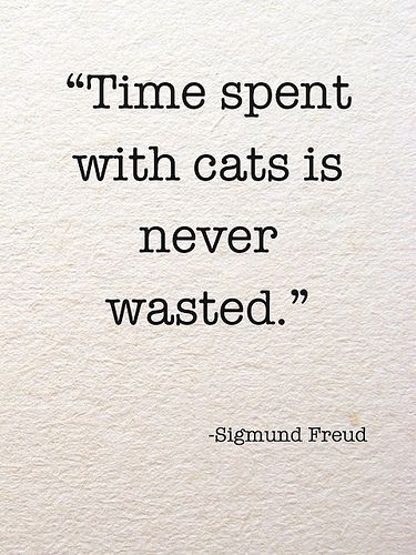 Happy Quotes, Cat Vs Human, Cats Quotes, Just Happy Quotes, Fina Ord, Sigmund Freud, Cat Quotes, Crazy Cats, Cat Love