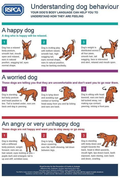 Dog Body Language Chart The Clues To Your Pets Well Being Relaxed Dog, Dog Body Language, Cat Body, Cat Language, Dog Weight, Game Mode, Dog Information, Dog Language, Dog Facts