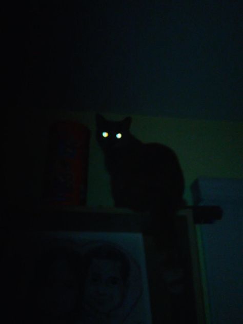 Scary Cat Pfp, Black Cat At Night, Black Cat Aesthetic Witch, Night Cat Aesthetic, Starflesh Cat, Black Cats Aesthetic, Black Cat Hissing, Cat On Black Background, Cats At Night