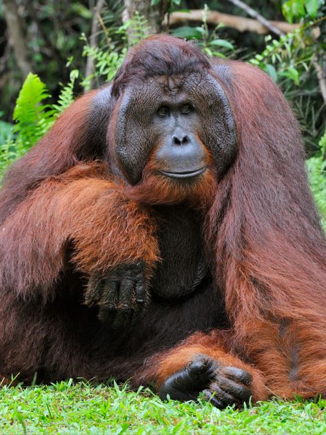 This is the Bornean orangutan (Pongo pygmaeus)! Endemic to Borneo's tropical and subtropical rainforests. The largest tree-dwelling mammal. The gardeners of the forest, they disperse seeds as they travel. Threatened by habitat loss, their forests are burned to build palm oil plantations and other industry. Illegally hunted for bushmeat, they are also killed to mitigate territorial conflicts with human interests; populations are rapidly decreasing. Critically Endangered. Borneo Orangutan, Bornean Orangutan, Man Vs Nature, Wildlife Biologist, Wallpaper Wa, Great Ape, Big Animals, Endangered Animals, Primates