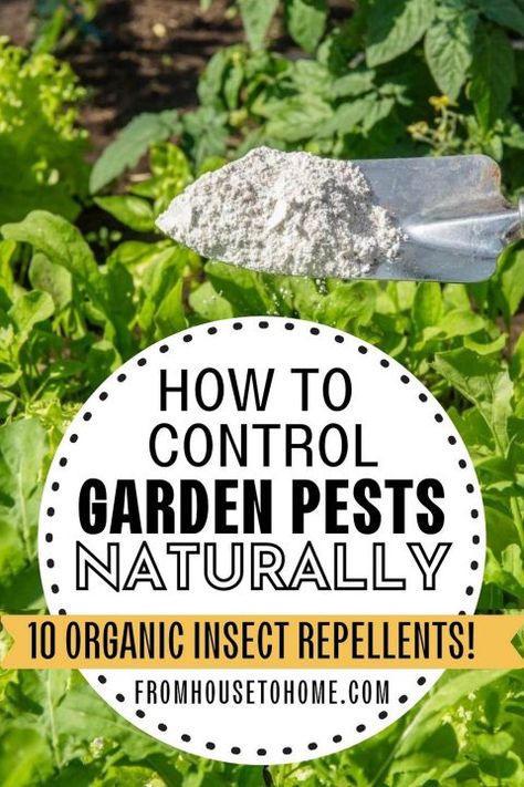 Bug Eating Plants, Broccoli Plant, Chives Plant, Mosquito Repelling, Plant Bugs, Organic Gardening Pest Control, Natural Repellent, Natural Bug Repellent, Natural Mosquito Repellant