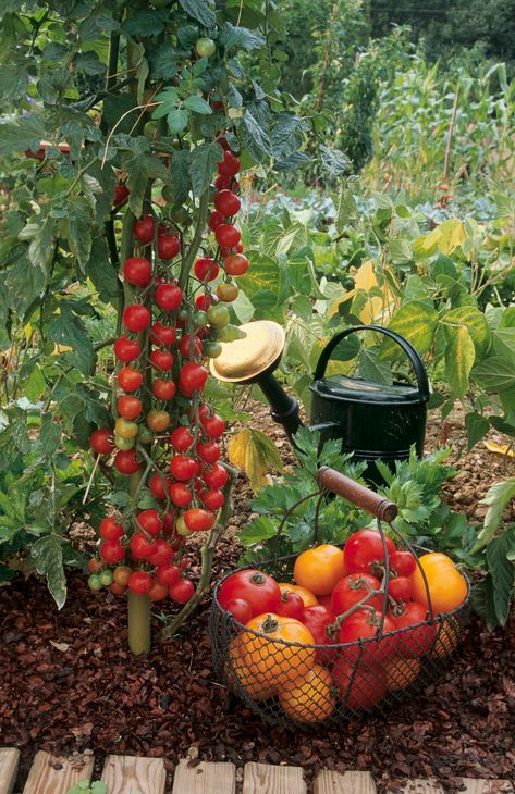 Tomato companion planting: grow the best crops with tomatoes | Country Strawberry Companion Plants, Tomato Companion Plants, Herbs Image, Pruning Tomato Plants, Tomato Pruning, Varieties Of Tomatoes, Strawberry Garden, Plant Guide, Garden Design Plans