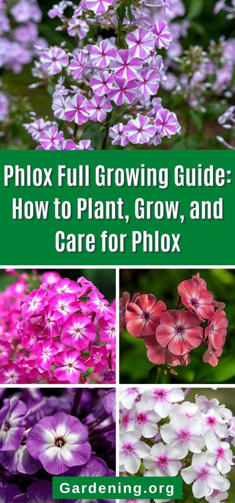 Phlox Ground Cover, Phlox Plant, Garden Decorating Ideas, Phlox Flowers, Connecting With Nature, Garden Flowers Perennials, Creeping Phlox, Modern Patio Design, Shade Garden Plants