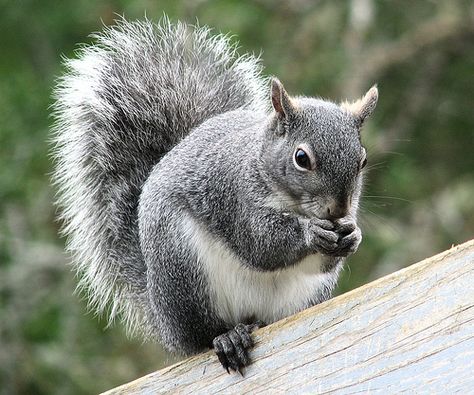 Western Grey Squirrel - Photo (c) Larry McCombs, some rights reserved (CC BY-NC-SA) Eastern Gray Squirrel, Conifer Forest, Gray Squirrel, Healdsburg California, Prairie Dogs, Grey Squirrel, Prairie Dog, Life List, Animals Friendship