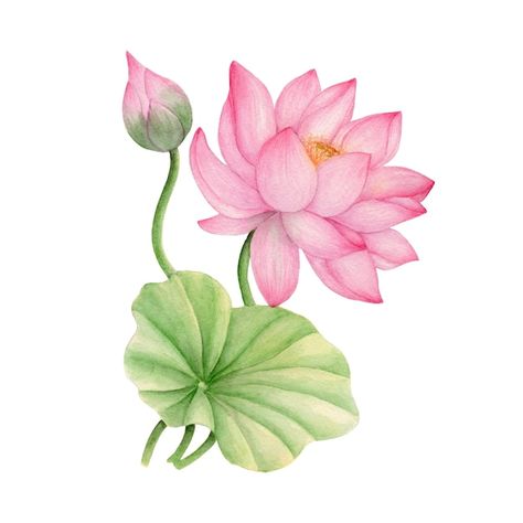 Lotus Flower Painting Watercolors, Lotus Flower Drawing, Lotus Fabric, Lotus Drawing, Poster Rangoli, Lotus Flower Painting, Watercolor Lotus, Poster Color Painting, Lotus Flower Art