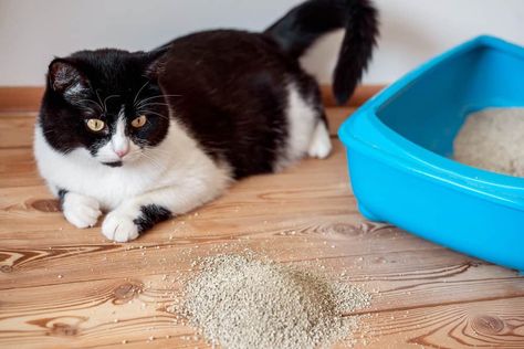 Nature, Litter Tracking, Gatos Cool, Best Cat Litter, Sick Cat, Cat Info, Cat Cleaning, Cat Urine, Cat Parenting