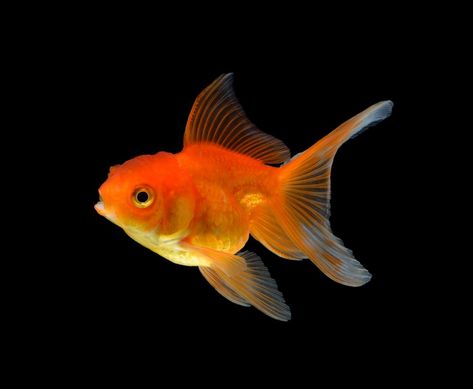 Goldfish Photography, Fish Diagram, Goldfish Species, Common Goldfish, Goldfish Types, Goldfish Food, Pet Goldfish, Fish Png, Fancy Goldfish