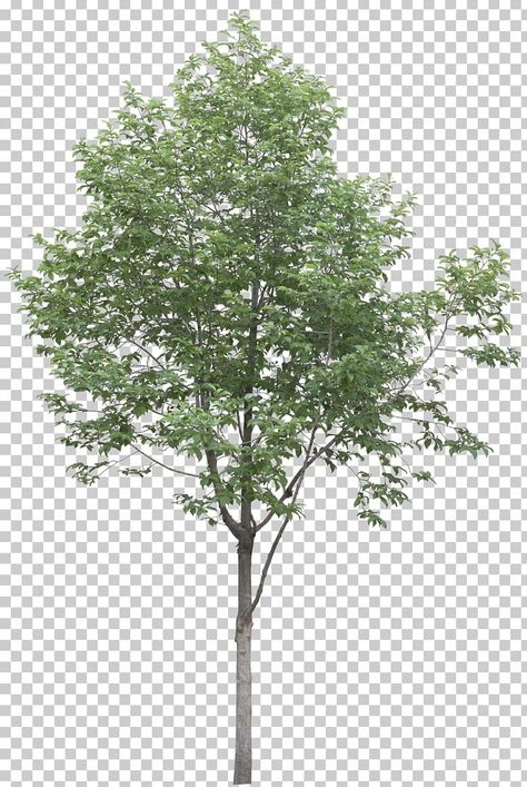 Architecture Model Trees, Landscape Architecture Model, Lukisan Lanskap, Tree Photoshop, Plant Png, Architecture Drawing Presentation, Plane Tree, Architecture Drawing Sketchbooks, Architecture Drawing Plan