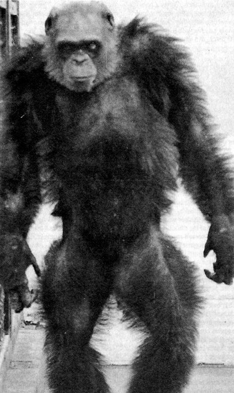 ShukerNature: 'APE-MAN' OLIVER - THE CHIMP THAT MADE A CHUMP OUT OF SCIENCE Dogs Silly, Man Ape, Fierce Lion, Bigfoot Art, African Jungle, Soviet Russia, Genetic Engineering, Space Fantasy, Great Ape