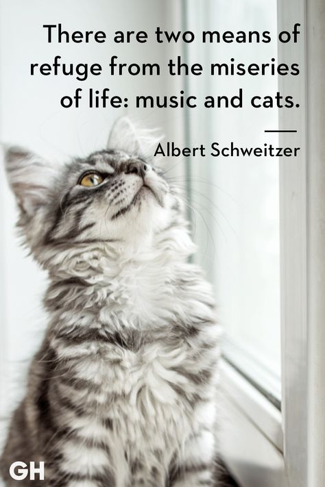 Kitten Ideas, Cats Fluffy, Cats Anime, Cute Cat Quotes, Quotes Amazing, Cats Adorable, Cute Animals With Funny Captions, Fluffy Cats, Albert Schweitzer