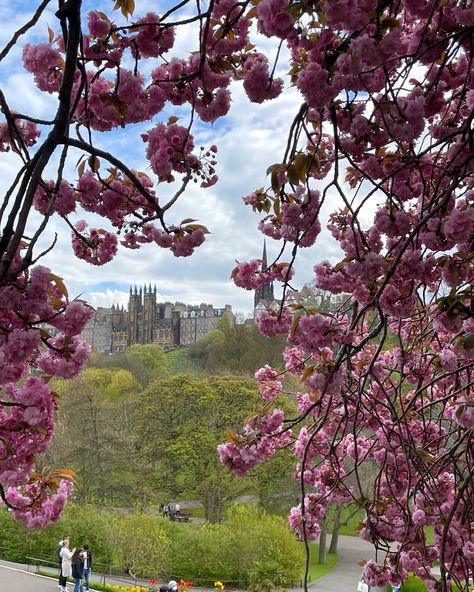 edinburgh framed by pink blossoms in spring Nature, Spring In Edinburgh, Edinburgh Flat Aesthetic, Edinburgh Spring, Edinburgh Aesthetic, Scottish Summer, Scotland Aesthetic, Uni Life, England And Scotland