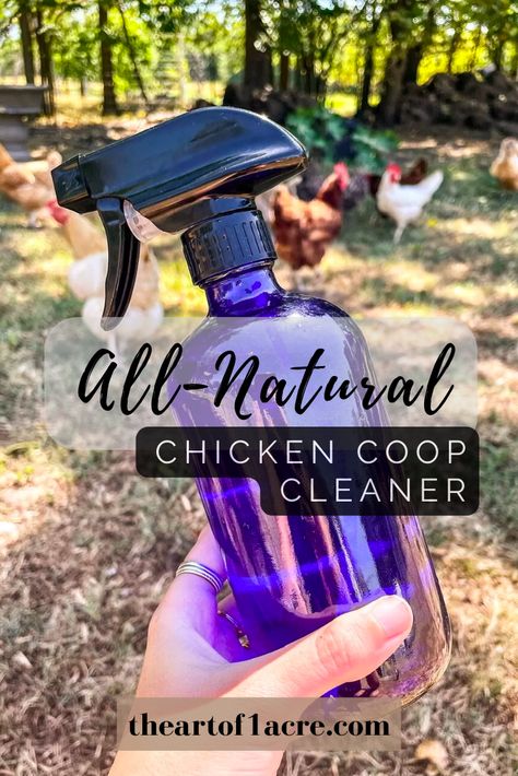 Chicken Coop Cleaner, Natural Chicken Coop, Coop Cleaner, Free Range Chickens Coop, Chicken Bath, Inside Chicken Coop, Chicken Runs And Coop, Herbs For Chickens, Urban Chicken Farming