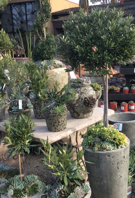 Organic Gardening, Angeles, Container Gardening, Los Angeles, Garden Succulents, Rogers Gardens, Container Gardens, Balboa, Newport Beach