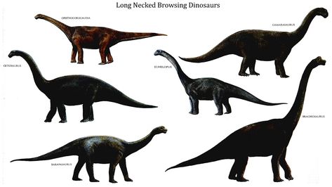 dinosaurs - Yahoo Image Search Results Long Neck Dinosaur Tattoo, Dinosaurs Images, Herbivore Dinosaurs, Long Neck Dinosaur, Zoo Ideas, Dinosaur Tattoos, Dinosaur Printables, Dinosaur Wallpaper, Dinosaur Images