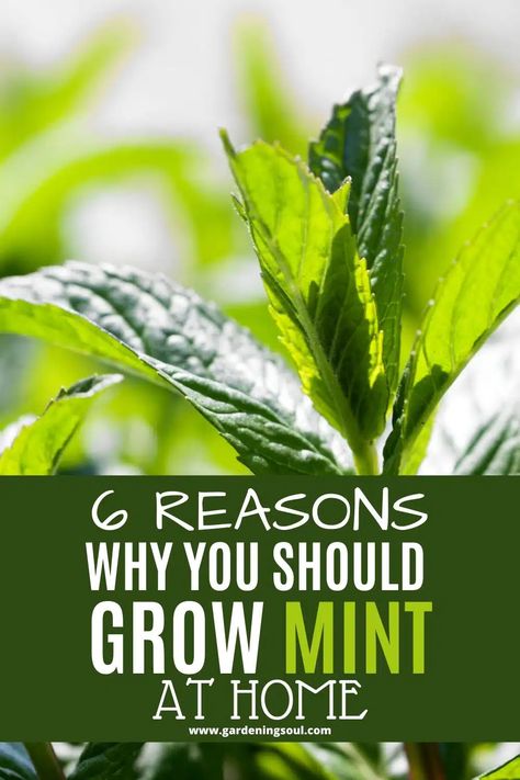 6 Reasons Why You Should Grow Mint At Home Raised Bed Herb Garden, Grow Mint, Frugal Gardening, Growing Mint, Sweet Mint, Attracting Beneficial Insects, Organic Vitamins, Life Changing Books, Attract Pollinators