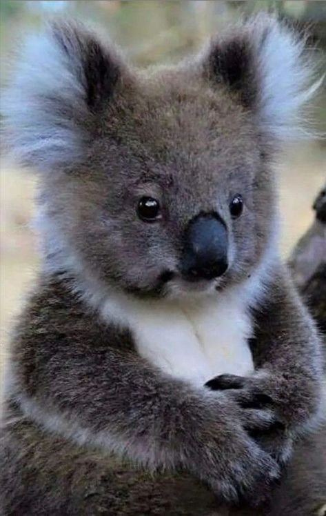 Koala Aesthetic Wallpaper, Koala Aesthetic, Koala Wallpaper, Cute Koala Bear, Cele Mai Drăguțe Animale, Australia Animals, Baby Koala, Cute Animal Illustration, Australian Animals