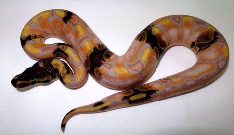 Pretty Ball Nature, Paradox Ball Python, Snake Ball Python, Big Snakes, Ball Python Care, Dream Snake, Danger Noodles, Python Morphs, Snake Photos