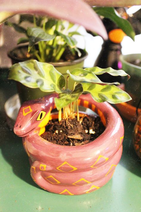 Clay Art Plant Pot, Clay Cool Ideas, How To Clay Art, Clay Succulent Pots, Diy Clay Plant Pots Aesthetic, Home Depot Crafts, Clay Plant Decorations, Pot Clay Art, Witchy Plant Pots