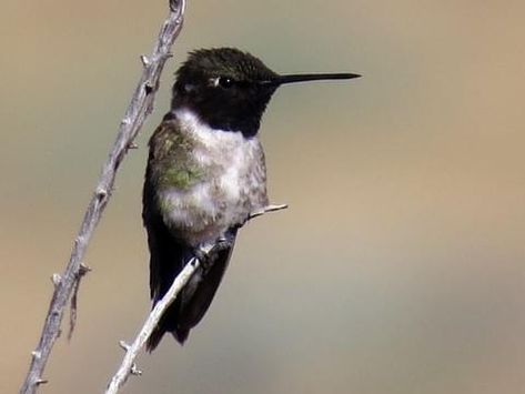 Ruby-throated Hummingbird Identification, All About Birds, Cornell Lab of Ornithology Black Hummingbird, Hummingbird Migration, Merlin Bird, Rufous Hummingbird, Anna's Hummingbird, Paradise Flowers, Ruby Throated Hummingbird, Landscape Quilt, Flying Insects