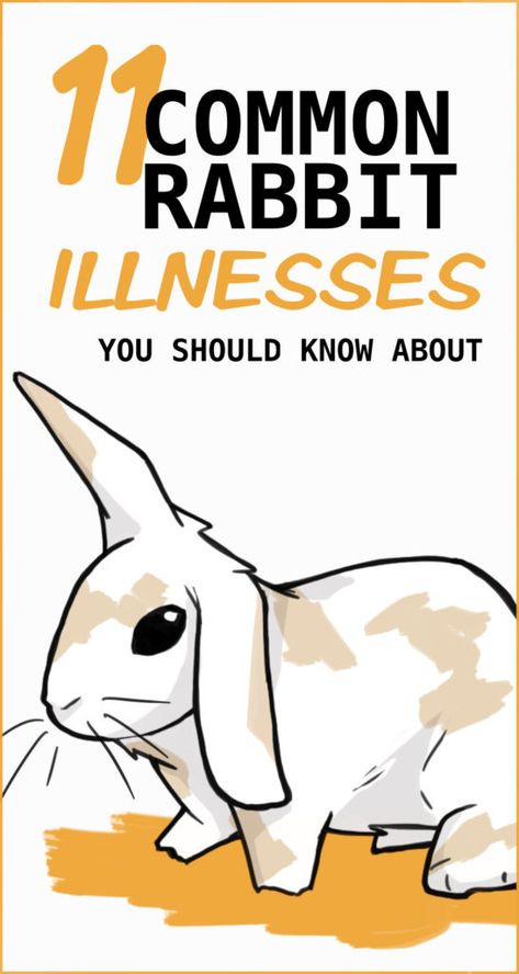 11 Common Rabbit Illnesses and Their Symptoms 4h Rabbit Poster Ideas, Bunny Care Tips, Bunny Things, Bunny Bun, Rabbit Facts, Rabbit Information, Rabbit Behavior, Pet Rabbit Care, Somebunny Loves You