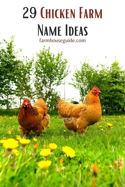 One of the things I am looking most forward to with the farmhouse is having chickens again. Choosing your chicken farm name is something that shouldn’t be taken lightly! There are a few different ways to approach naming your chicken farmhouse. Some things to consider when naming your chicken farm is whether or not you will always do just chickens. #ideas #cute #pouttry #funny #chickenfarmnames #chickenideas #farmhouseguide Chicken Farm Names Ideas, Funny Farm Names, Funny Chicken Coop Names, Chicken Farming Ideas, Chicken Coop Names Clever, Chicken Coop Names Funny, Cute Farm Names, Farm Names Ideas, Chicken Coop Names