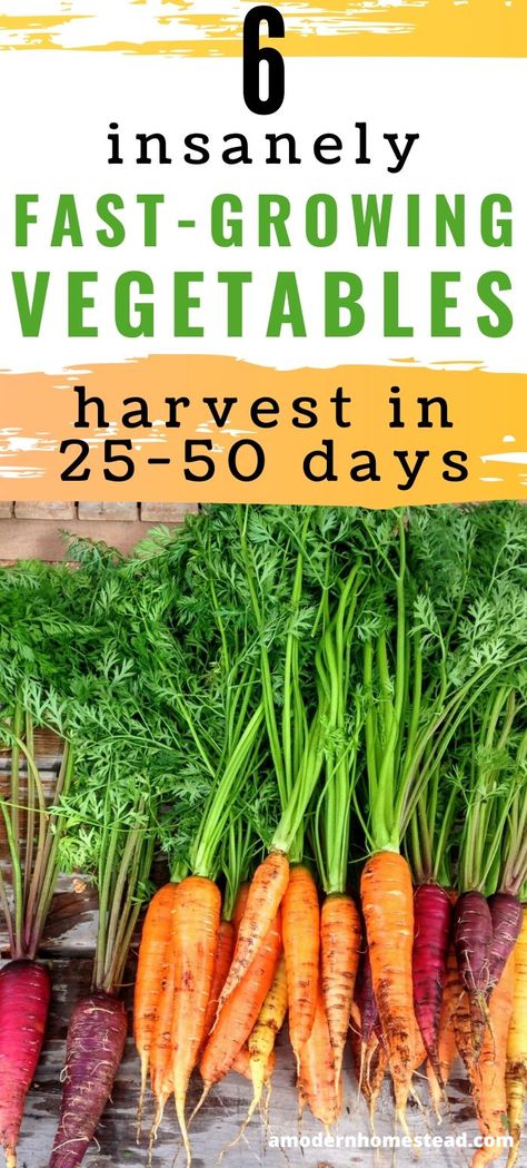 Growing Vegetables From Seeds, Fast Growing Vegetables, Harvest Food, Growing Vegetables Indoors, Growing Vegetables In Containers, Growing Vegetables In Pots, Vegetable Harvest, Easy Vegetables To Grow, Small Swimming Pools