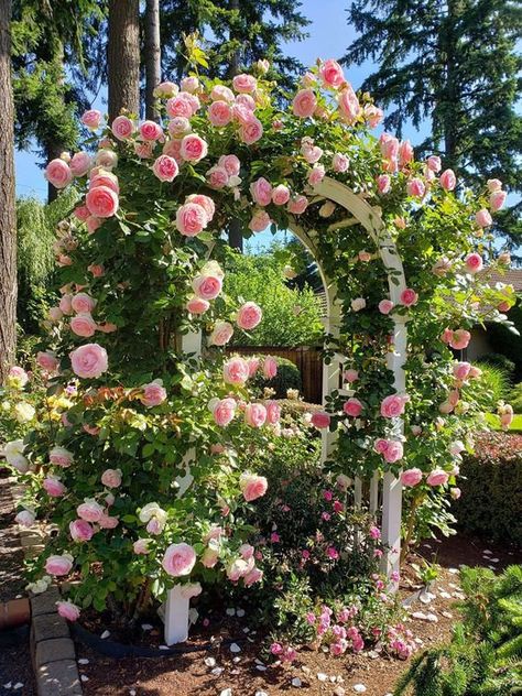 10 Best Climbing Roses Dream Garden Fairytale, White Climbing Roses, Cottage English, Rosen Beet, Eden Rose, Rose Garden Design, Growing Vines, Fragrant Roses, Climbing Rose