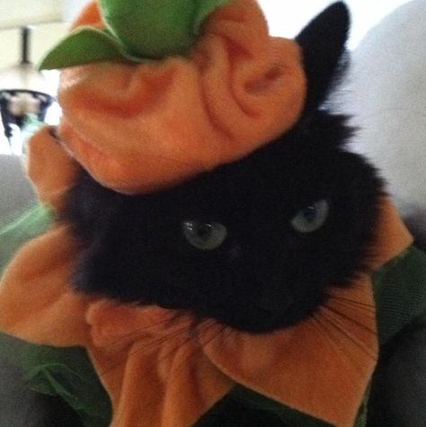 Cat in hat Halloween  Lola Greenberg Halloween Discord Pfp, Cat In Halloween Costume, Fall Cats, Black Cat Aesthetic, Cat Profile, Halloween Cats, Meme Gato, Cat Black, Cat Icon