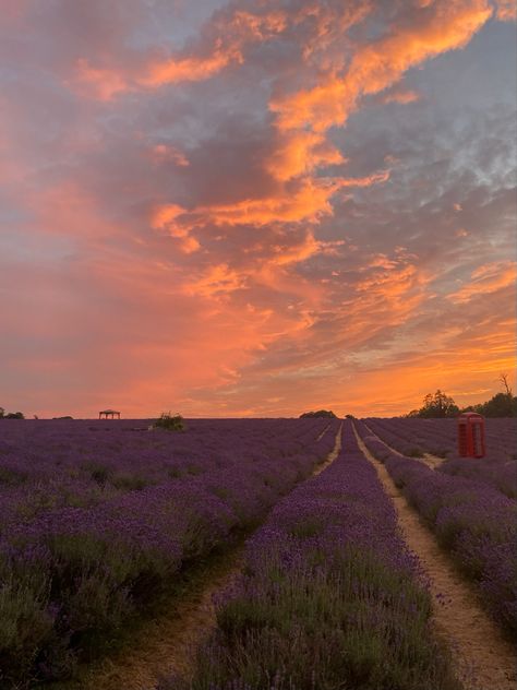 Nature, Bonito, Field Of Lavender Aesthetic, Lavender Fields Aesthetic, Lavender Field Aesthetic, Sunset In Field, Lilac Field, Sunset Field, Sunlight Photography