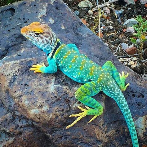 The Arizona Collard Lizard Chameleons, Cool Lizards, Collard Lizard, Collared Lizard, Colorful Lizards, Cute Lizard, Rabbit Cages, Cute Reptiles, Colorful Animals