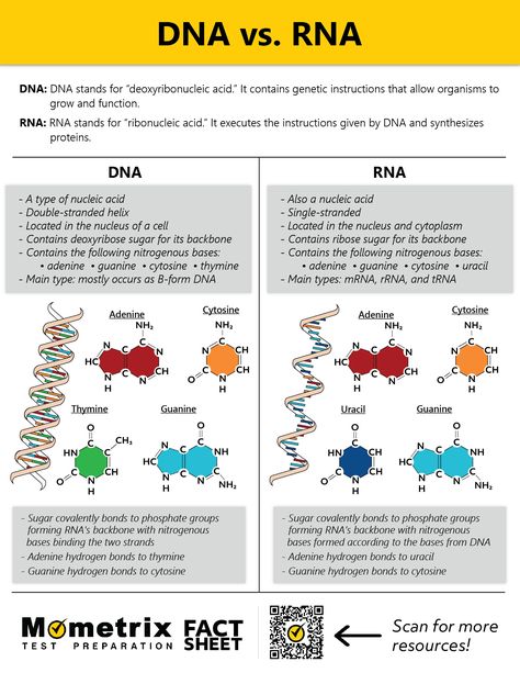 Protein Structure And Function, Genetics Cheat Sheet, Dna Vs Rna Notes, Dna Rna Notes, Dna And Rna Notes, Genetic Engineering Notes, Dna And Rna Biology Notes, Dna Structure Notes, Dna Biology Notes