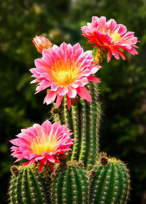 Cactus Flower Painting, Mexico Cactus, Cactus House Plants, Cactus Pictures, Flowering Cactus, Wildflower Photo, Cactus Photography, Cactus Blossoms, Blooming Cactus