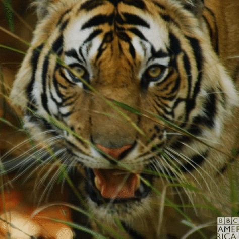 10 Terrific Tiger GIFs Spirit Animal Quiz, Whats Your Spirit Animal, Animals Doing Funny Things, C Is For Cat, Animal Quiz, Improve Your Memory, Jungle Life, Your Spirit Animal, African Elephant