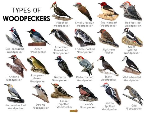 Woodpecker Facts, Types, Classification, Habitat, Diet, Adaptations Different Types Of Turtles, Birds Species, Animal Identification, Backyard Birds Watching, Types Of Birds, Bird Facts, Animals Information, Bird Identification, Bird Types