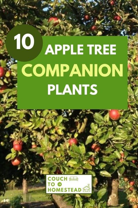 Honeycrisp Apple Tree, Planting Apple Trees, Growing Apple Trees, Apple Tree Care, Planting Fruit, Best Companion Plants, Apple Plant, Apple Garden, Planting Fruit Trees