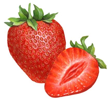 Fruit illustration of a whole strawberry and a sliced strawberry half. Sliced Strawberry Drawing, Half Strawberry Drawing, Strawberry Reference, Strawberries Drawing, Strawberries Photography, Strawberries Pie, Strawberries Shortcake, Strawberries Illustration, Strawberries Desserts
