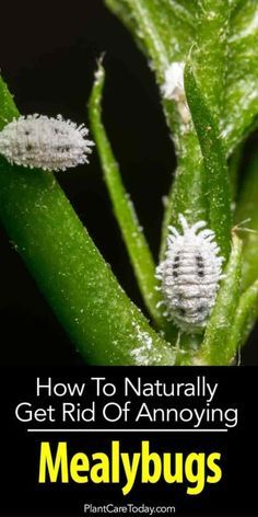 White Bugs On Plants, Slugs In Garden, Kill Bugs, Mealy Bugs, Plant Bugs, Organic Pesticide, Plant Pests, Garden Bugs, Garden Insects