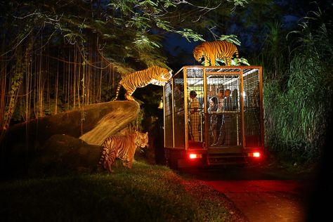 Night Safari | Bali Safari & Marine Park Bali Tour Packages, Bali Tour, Singapore Zoo, Bali Honeymoon, Bali Holidays, Honeymoon Tour, Cycling Tour, Safari Lodge, Safari Park