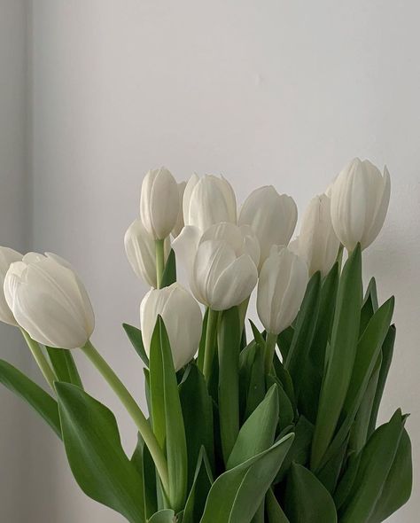 Tulips, White