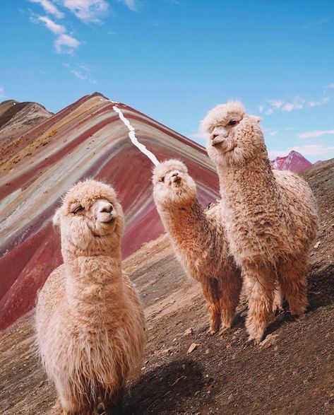 RANGE on Instagram: “When the whole fam tries to fit in the frame. 😂 Tag a friend below who never misses the photo opp. 📸 Regram via @alpaca.posts photo by…” Machu Picchu, Peru, Rainbow Mountains Peru, Rainbow Mountain, Bored Panda, Vacation Trips, Llama, South America, Alpaca