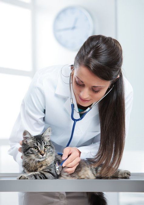 Veterinary Medicine Student, Animal Shelter Design, Doctor Cat, Futaba Y Kou, Cat Vet, Animal Doctor, Dog Insurance, Vet Med, Vet Clinics