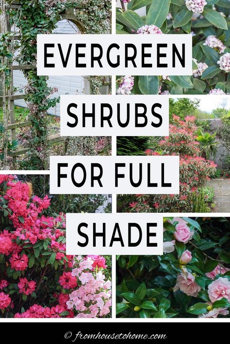 Full Shade Shrubs, Evergreen Shrubs For Shade, Shrub Trees, Shrub Landscaping, Shrubs Landscaping, Flower Shrubs, Evergreen Bushes, Garden Shrubs Evergreen, Shrubs For Shade