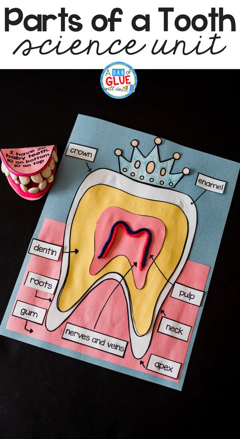 Parts Of A Tooth, Dental Health Unit, Kids Dental Health, Maluchy Montessori, مشروعات العلوم, Kid Science, Classroom Science, Dental Health Month, Human Body Unit